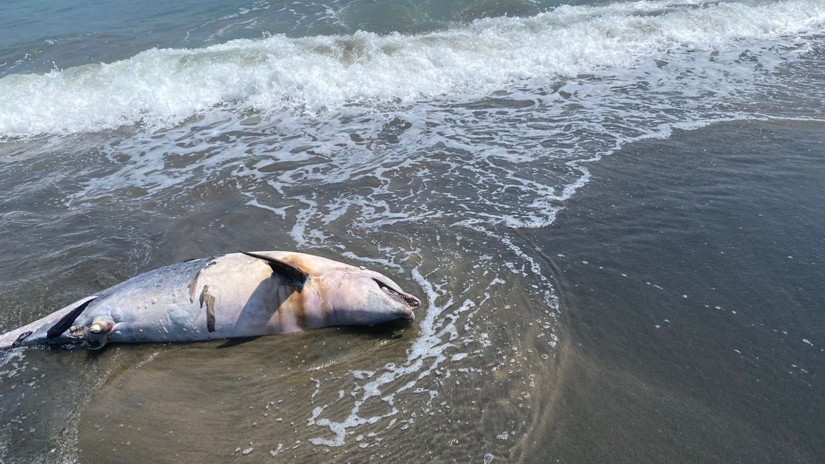HALLAN DELFÍN MUERTO EN PLAYAS DE PARAÍSO
-El ejemplar apareció varado frente a la Sección 48.

Mario León.