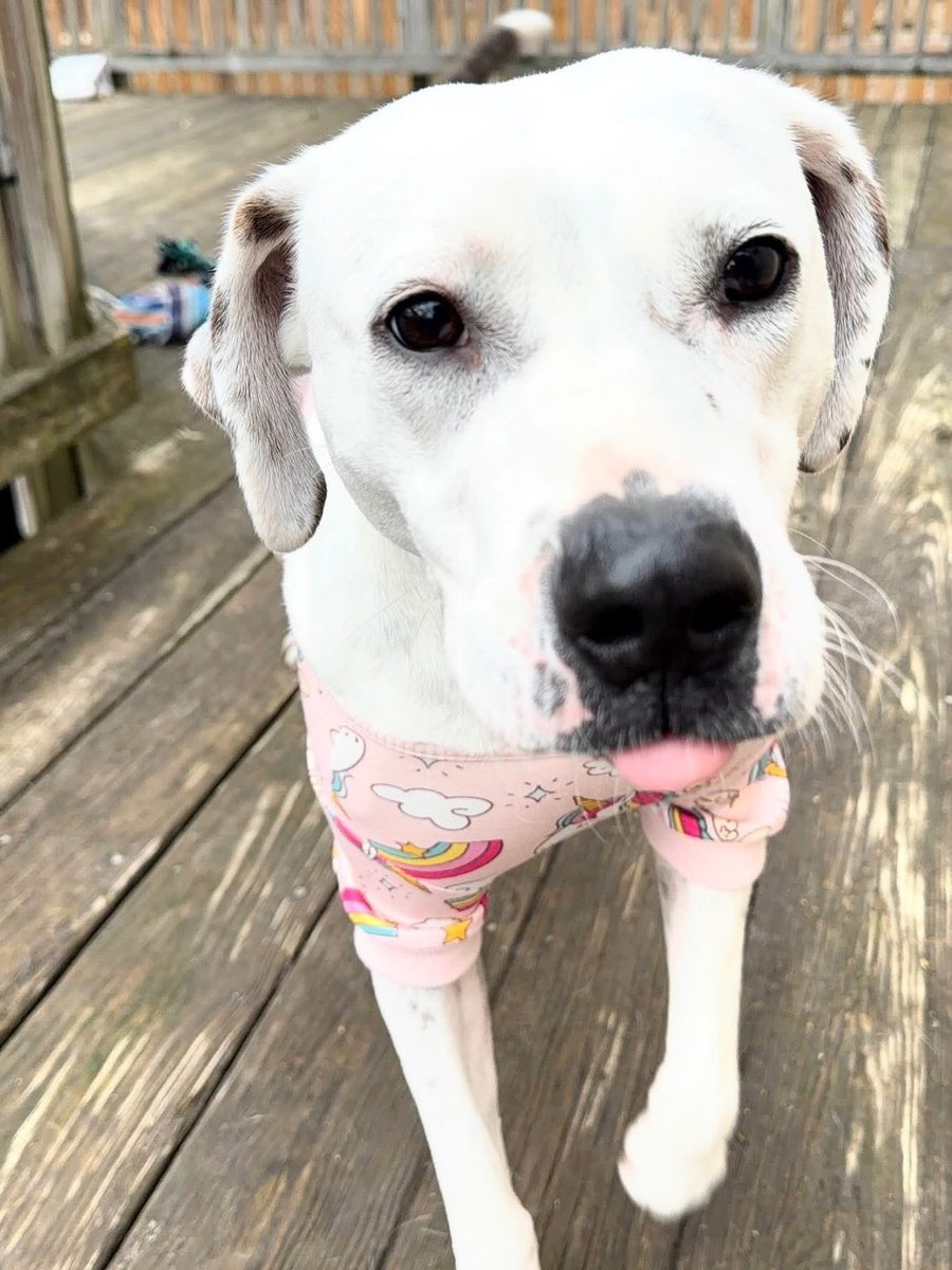 Rescue Dogs Rock, D.C. 🐾🐾🇺🇸 tweet media