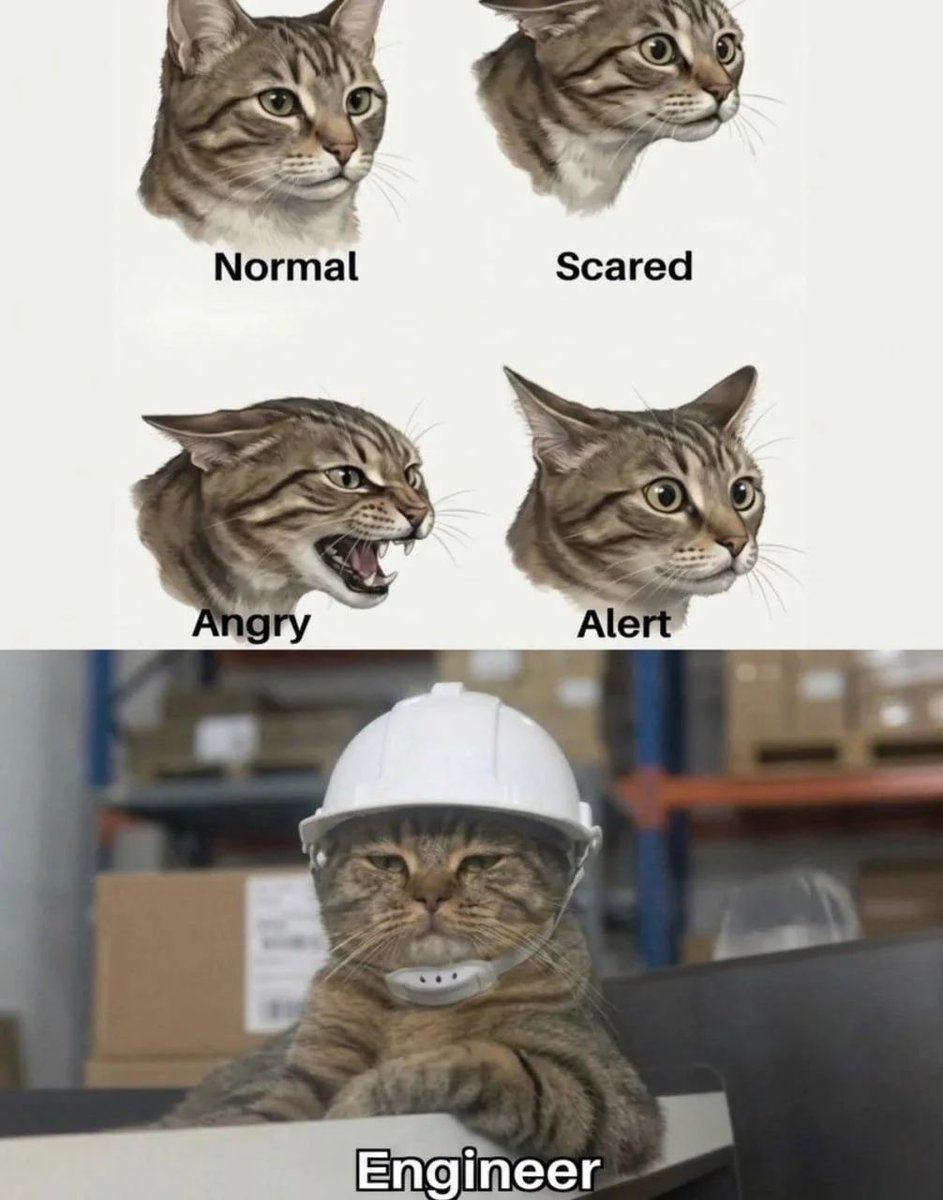 Tweets Of Cats (@tweetsofcats) on Twitter photo 