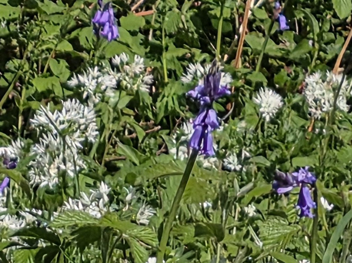 AHaglington's tweet image. Some more #Hedgerows &amp;amp; #Flowers pix at the moment for the #WildflowerHour #HedgerowChallenge 
here in #Devon
@wildflower_hour