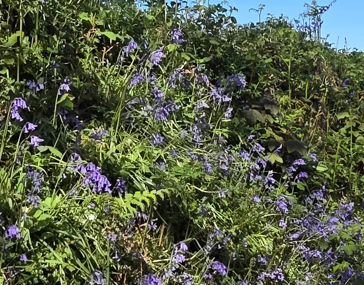 AHaglington's tweet image. Some more #Hedgerows &amp;amp; #Flowers pix at the moment for the #WildflowerHour #HedgerowChallenge 
here in #Devon
@wildflower_hour