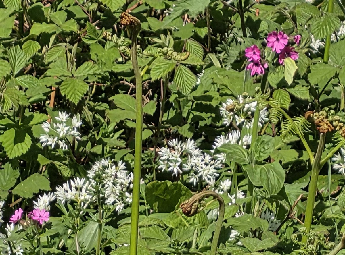 AHaglington's tweet image. Some more #Hedgerows &amp;amp; #Flowers pix at the moment for the #WildflowerHour #HedgerowChallenge 
here in #Devon
@wildflower_hour