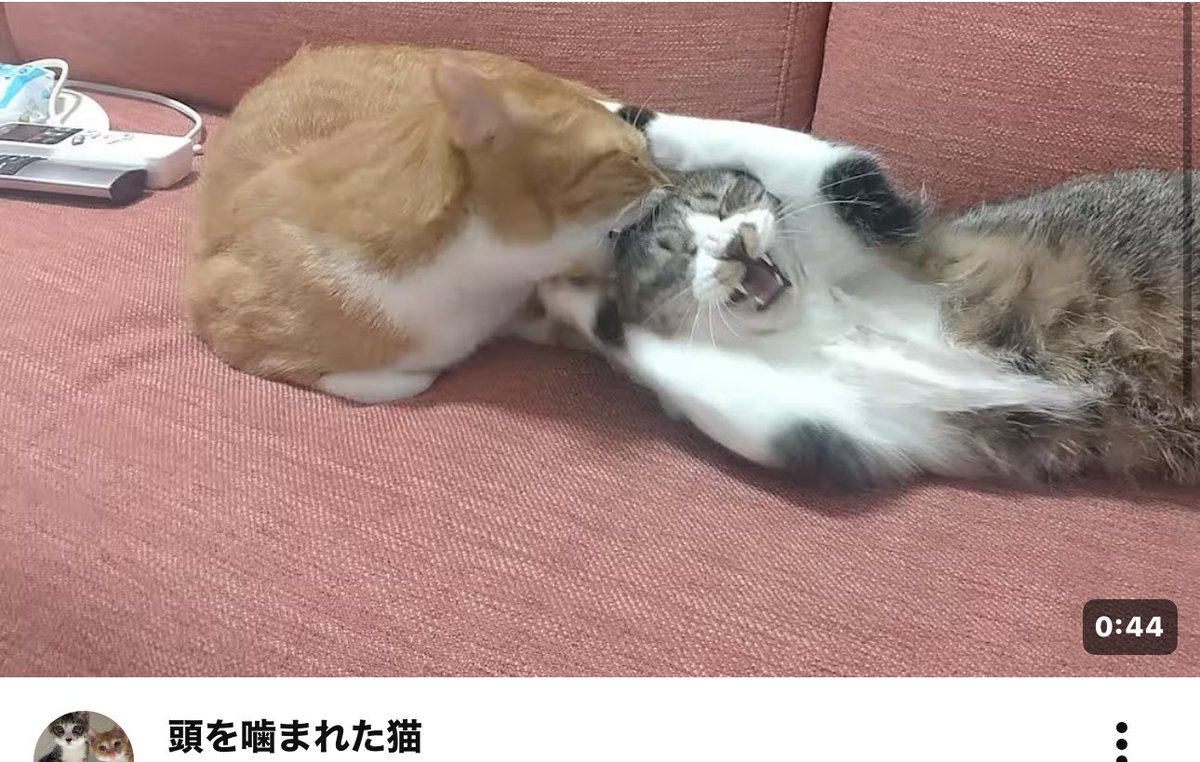 サブゴリ先輩 tweet media