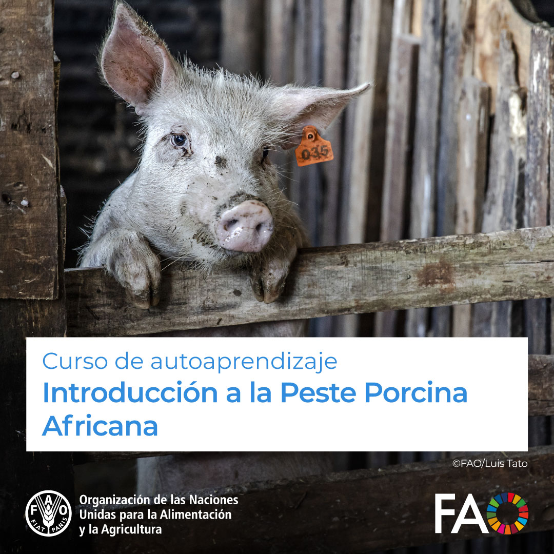 FAOCampus's tweet image. 🎓 ¡Curso GRATUITO de @FAOCampus!

Introducción a la Peste Porcina Africana🐷

Para reforzar las capacidades de los países para detectar y prevenir la peste porcina africana (PPA).

¡Inscríbete! ➡️ f.mtr.cool/oouansngqa

#OneHealth #PestePorcina @FAOLivestock