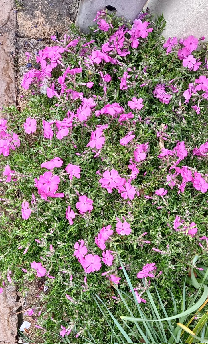 Graham Andrews (Graham's Garden Buddies) tweet media