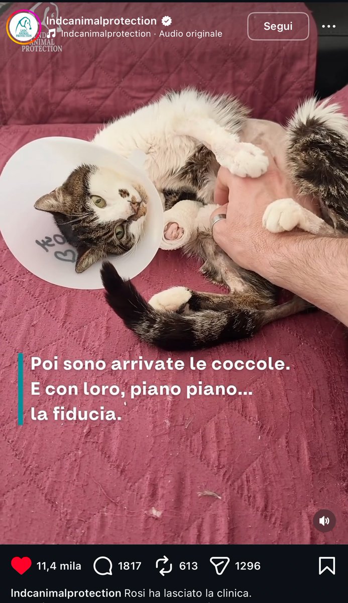 lana del day tweet media