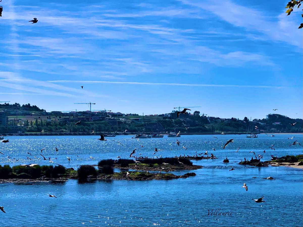 VijayEllaurie's tweet image. Good Afternoon 🕊️and a blessed Monday to you all 😇 #MondayBlue💙#birds #wildlife #photography #wildlifesanctuary #nature