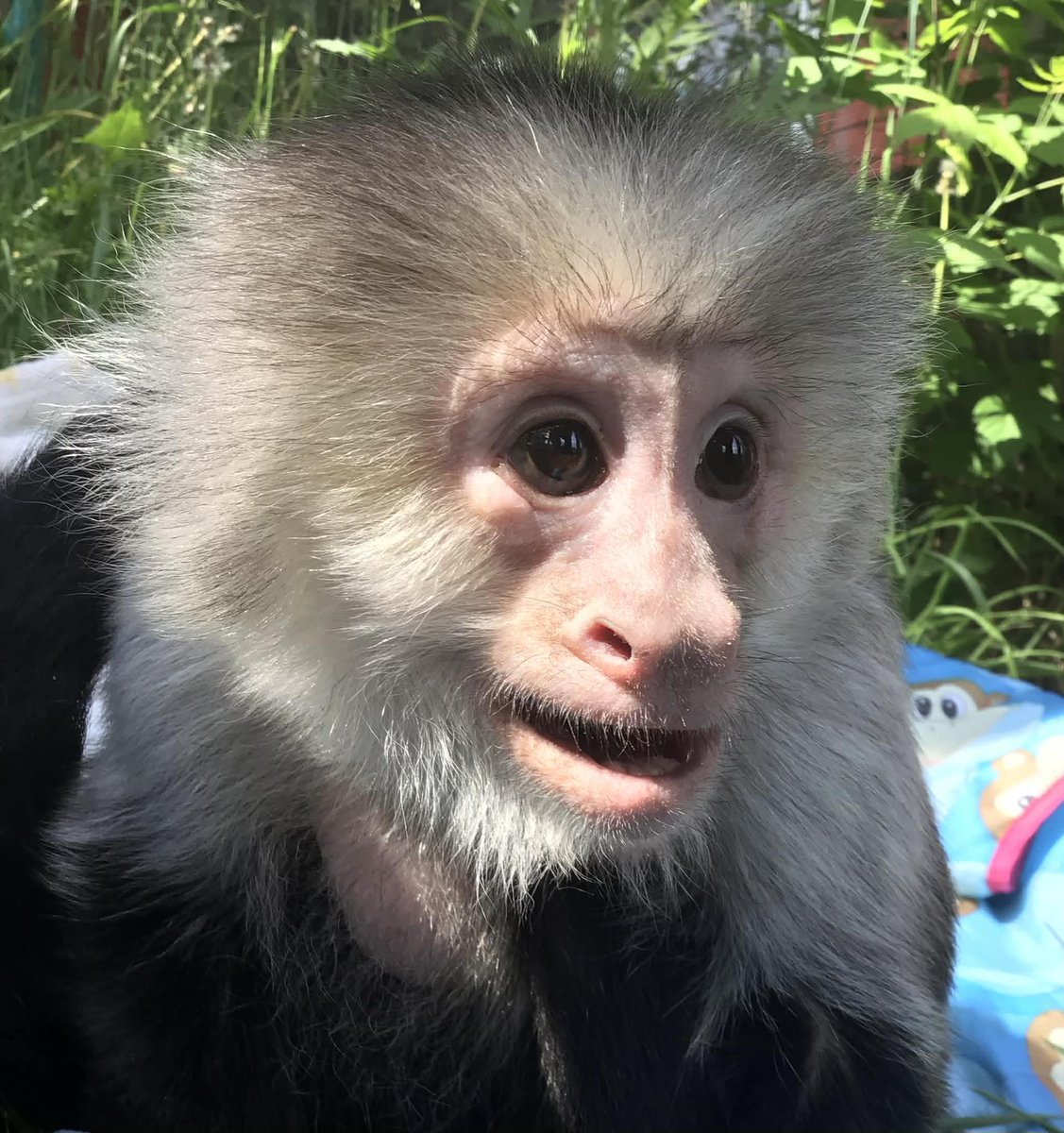 PocketsWarhol's tweet image. I’m not sure what I was looking at but I know for a fact I was in my own world 🌎 🙂🐒🪽#storybookmonkeys #rememberme #AFTERLIFE