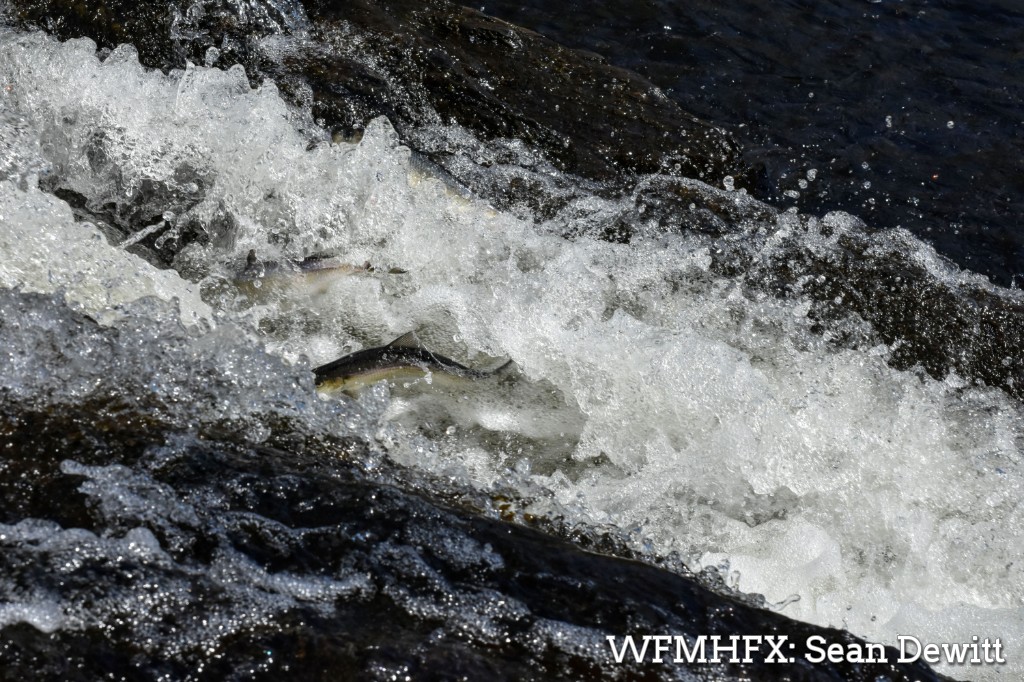WaterfrontMdaHfx tweet media
