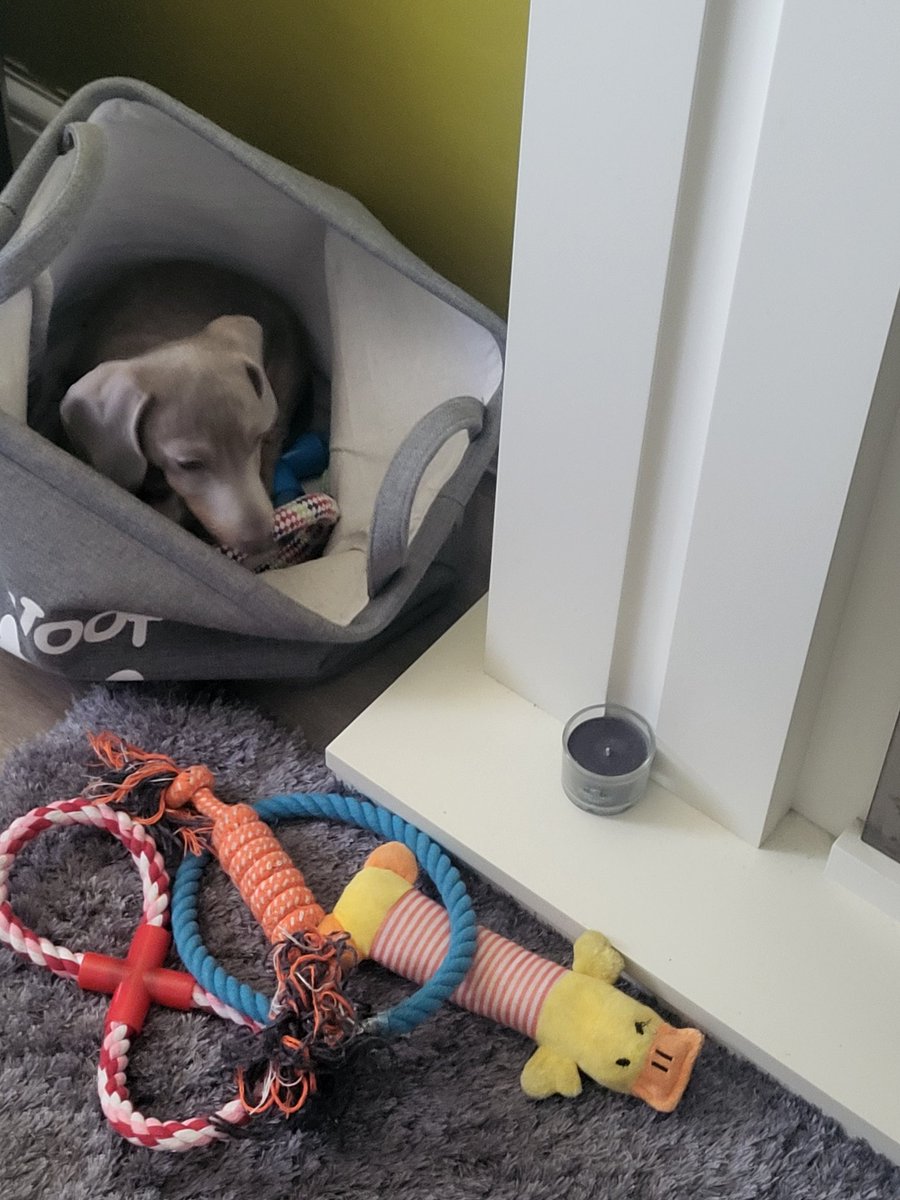 ms_tattsyrup's tweet image. ##smallbeautieshour #becauseofClem #threadofgold the new boy, Frankie Dash, inspecting his toys