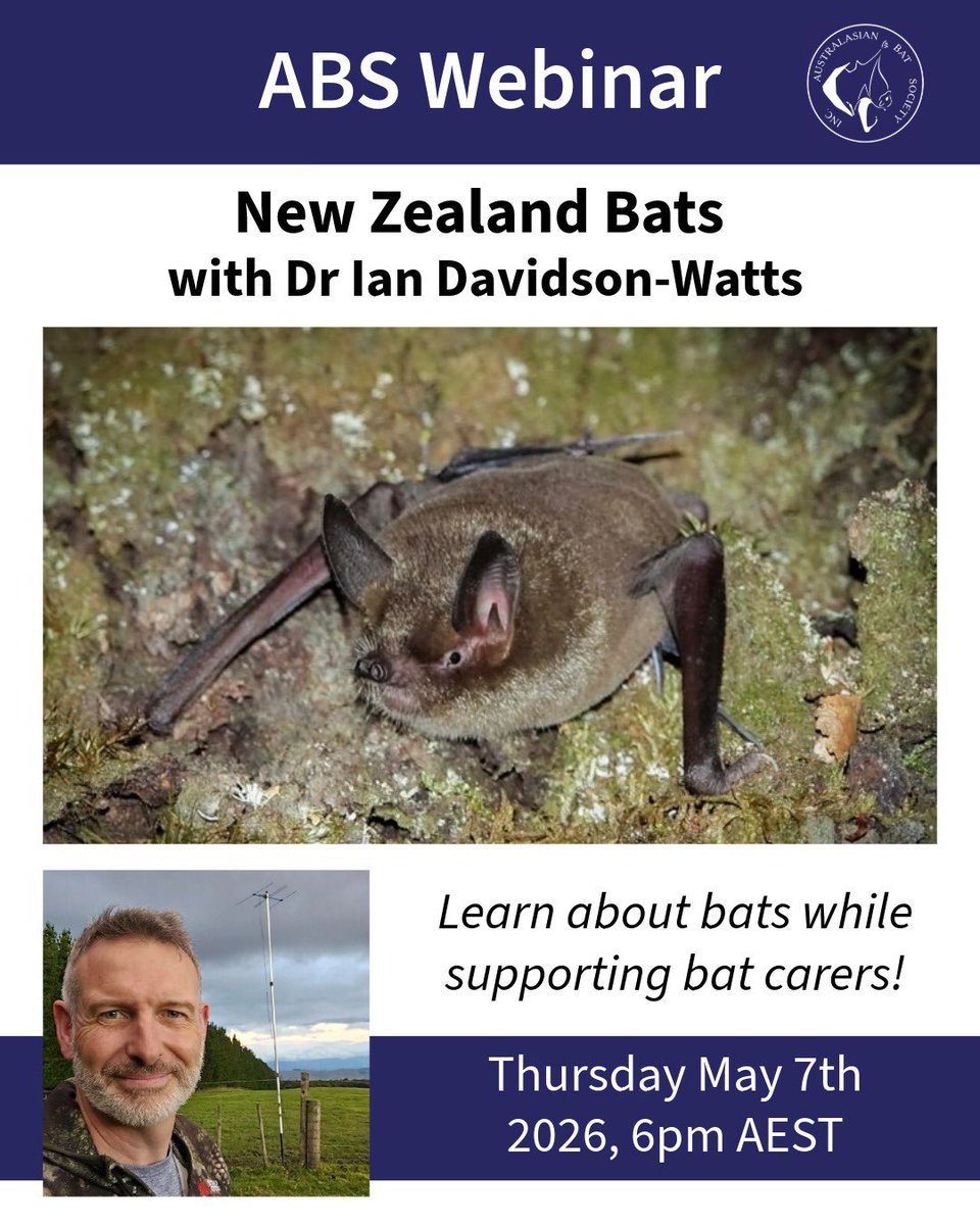AusBats's tweet image. 🦇 ABS webinar “New Zealand Bats” with Dr Ian Davidson-Watts — Thurs May 7, 6pm AEST.

Free for members (donations welcome). Proceeds support future ABS carer grants.

Join to learn and support bat carers:
events.humanitix.com/new-zealand-ba…
#ausbats #bats #nzbats