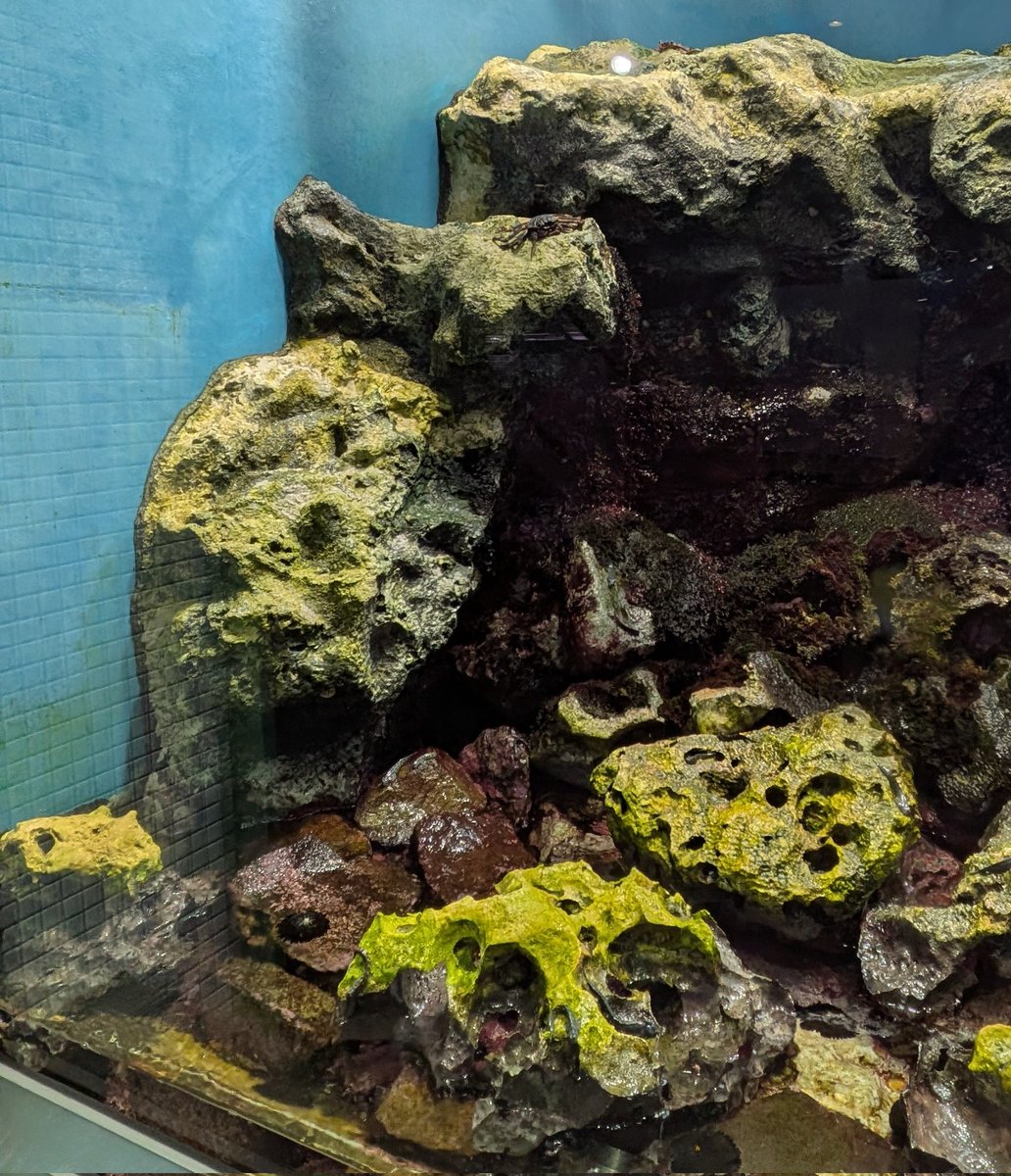 いさ🌱🦀 tweet media