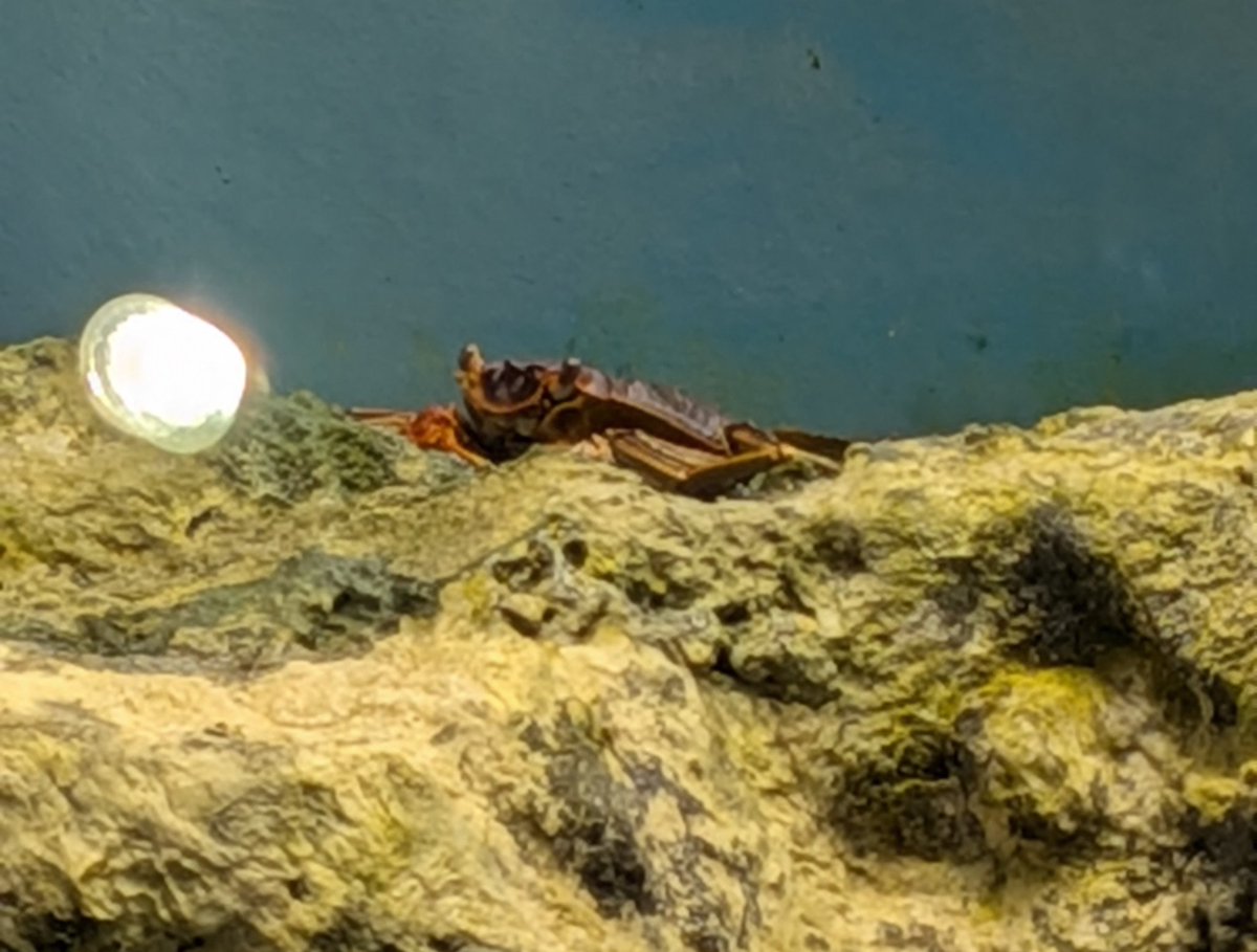 いさ🌱🦀 tweet media