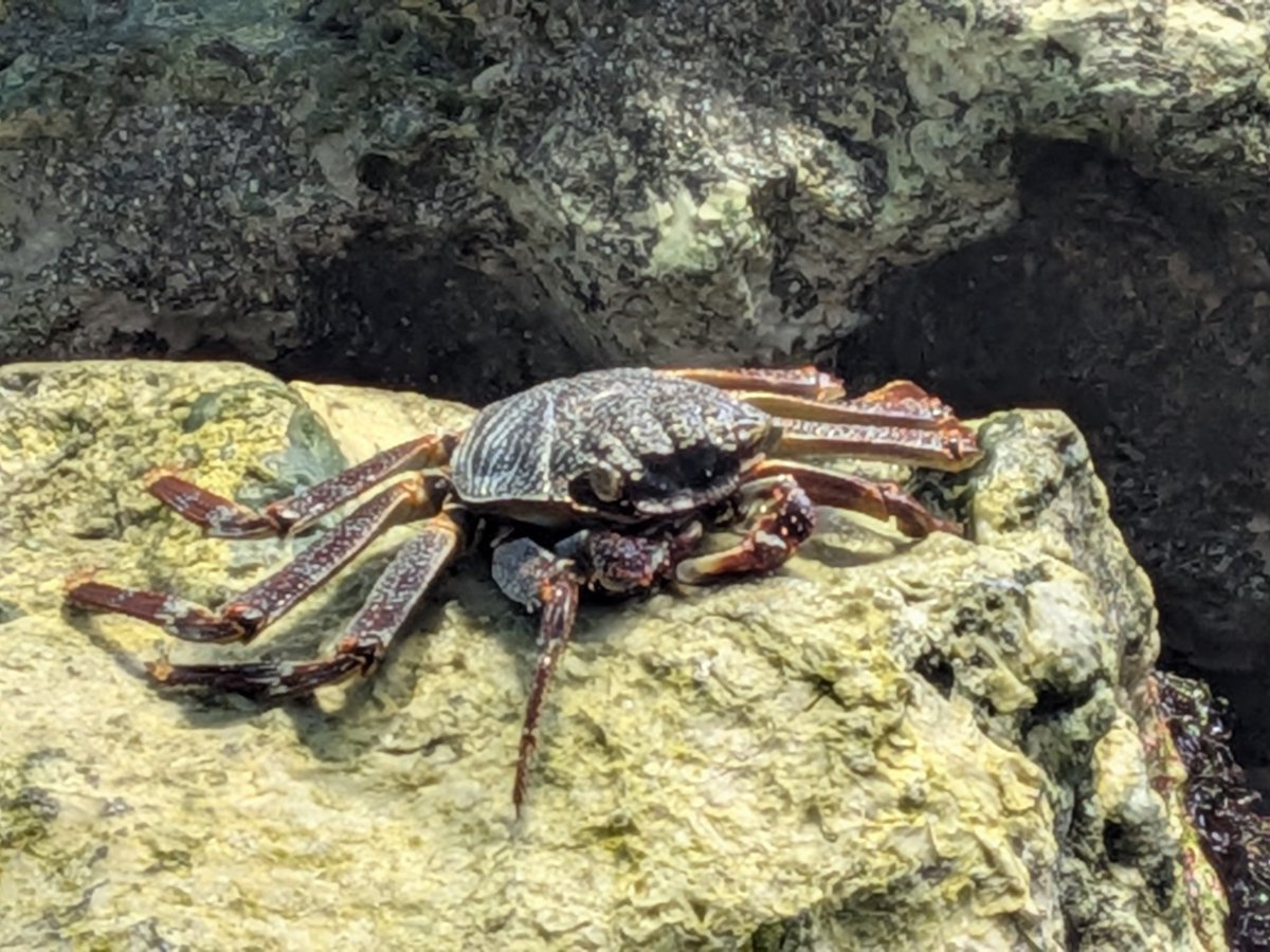 いさ🌱🦀 tweet media