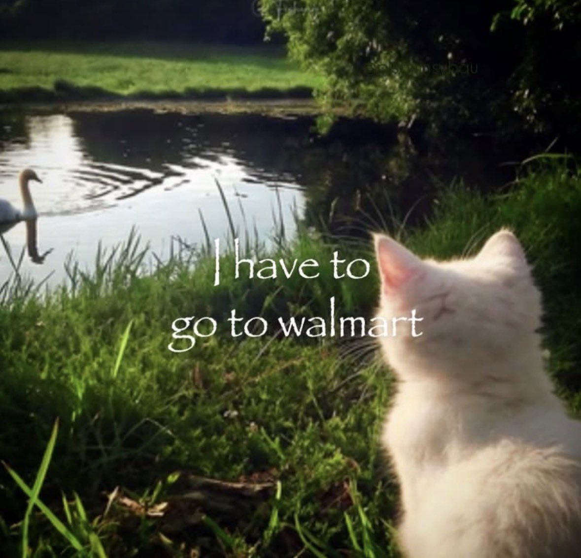 LiterallyMeCats tweet media