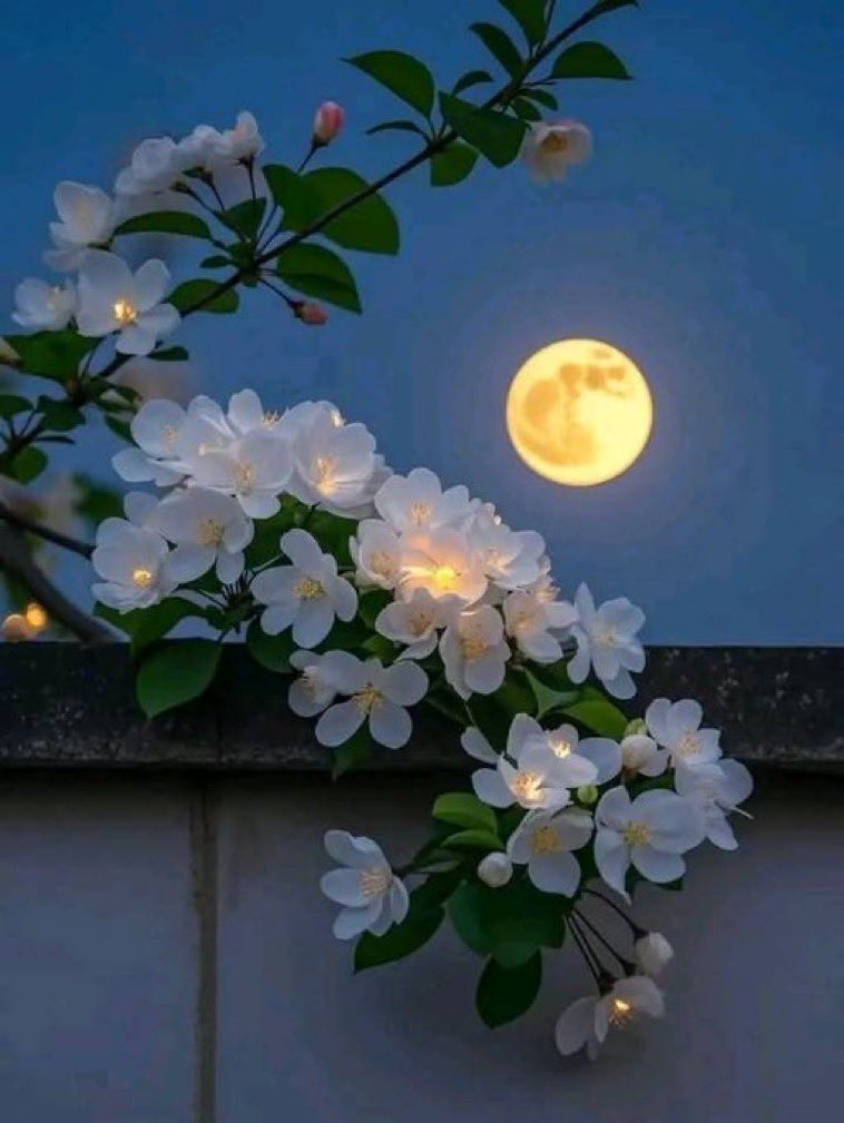 María Paz tweet media