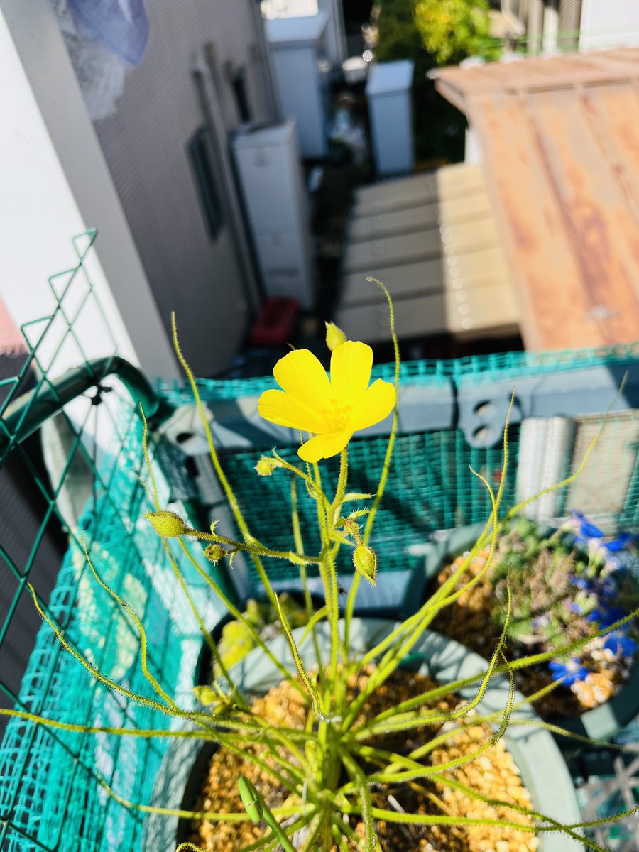 ドロソフィルムの花、咲いた🌼 割と大きめな花で鑑賞価値あるねー（色
