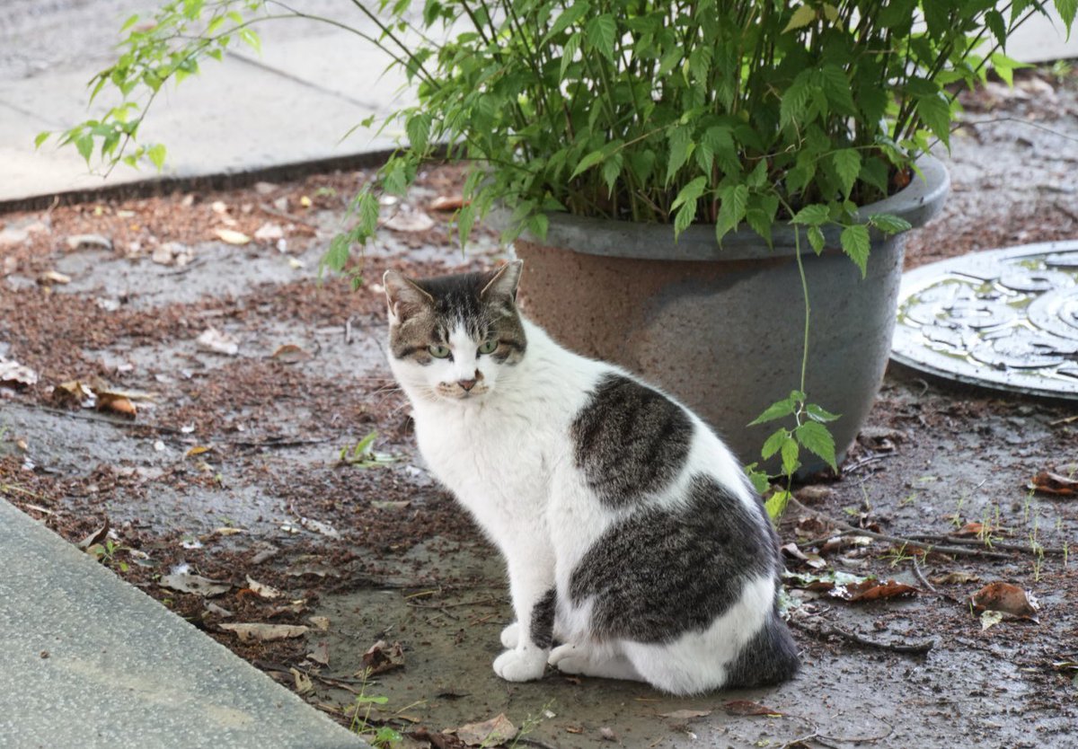 ほのぼのトロ tweet media