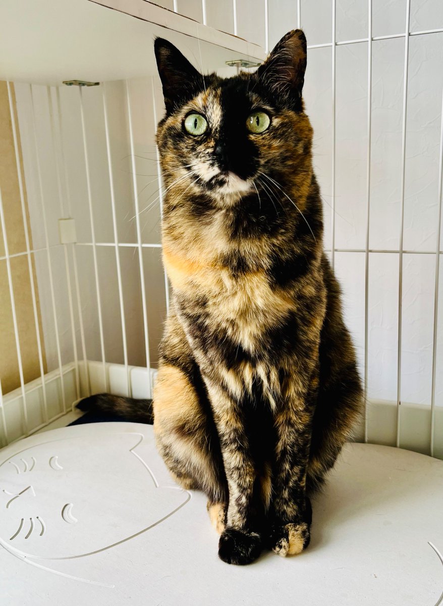 サビ猫の姉と弟 tweet media