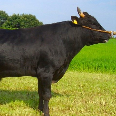 かえる忍🐸 tweet media