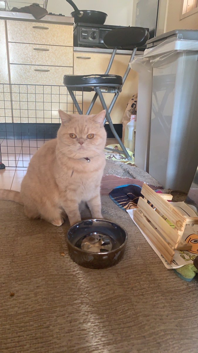 いとうくんには叶わなかったけど、
長生きできる猫が1匹でも増えたらいいな