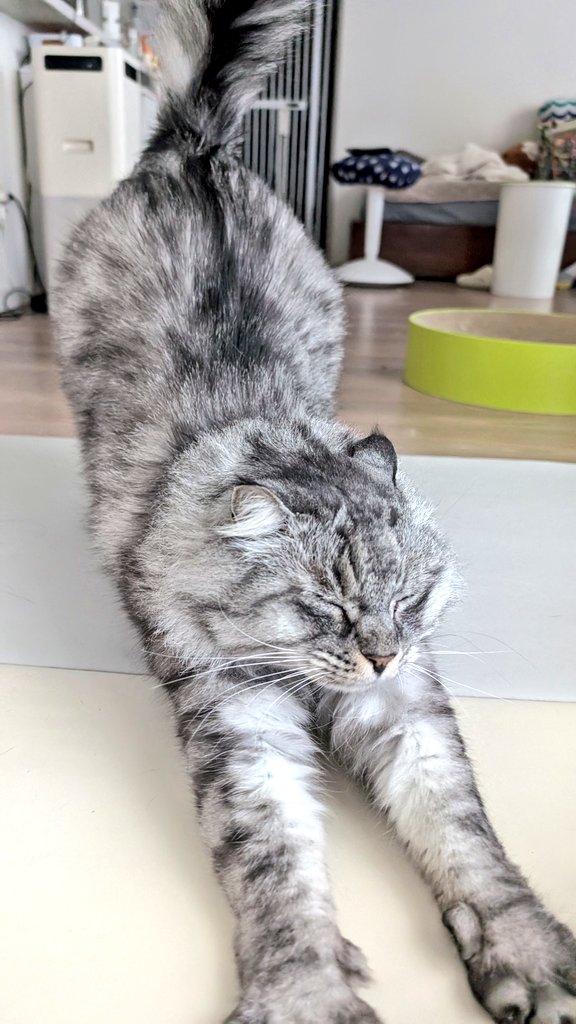 でかい猫グリグリ tweet media