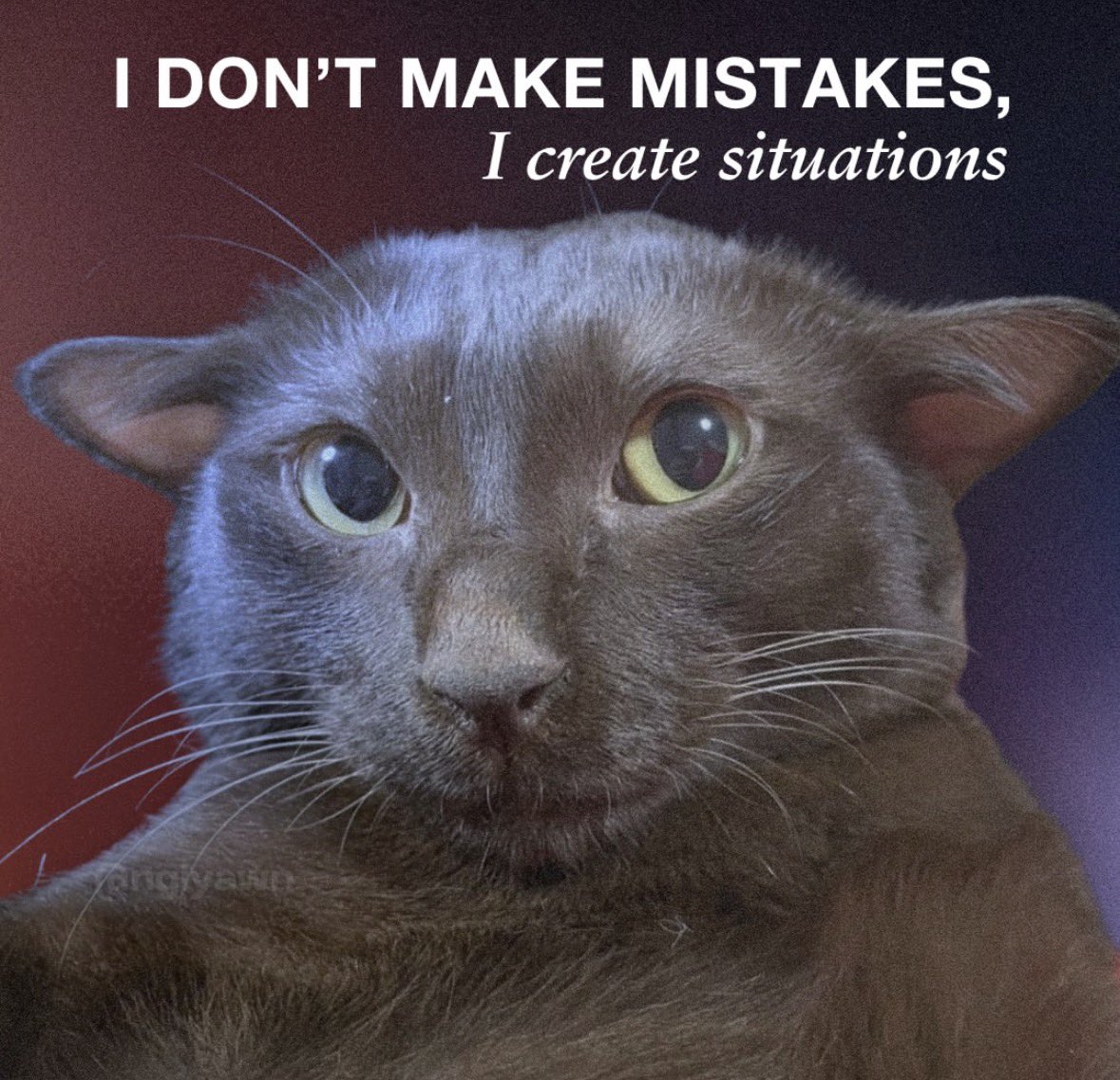 N (voir Clouscard etc.) tweet media