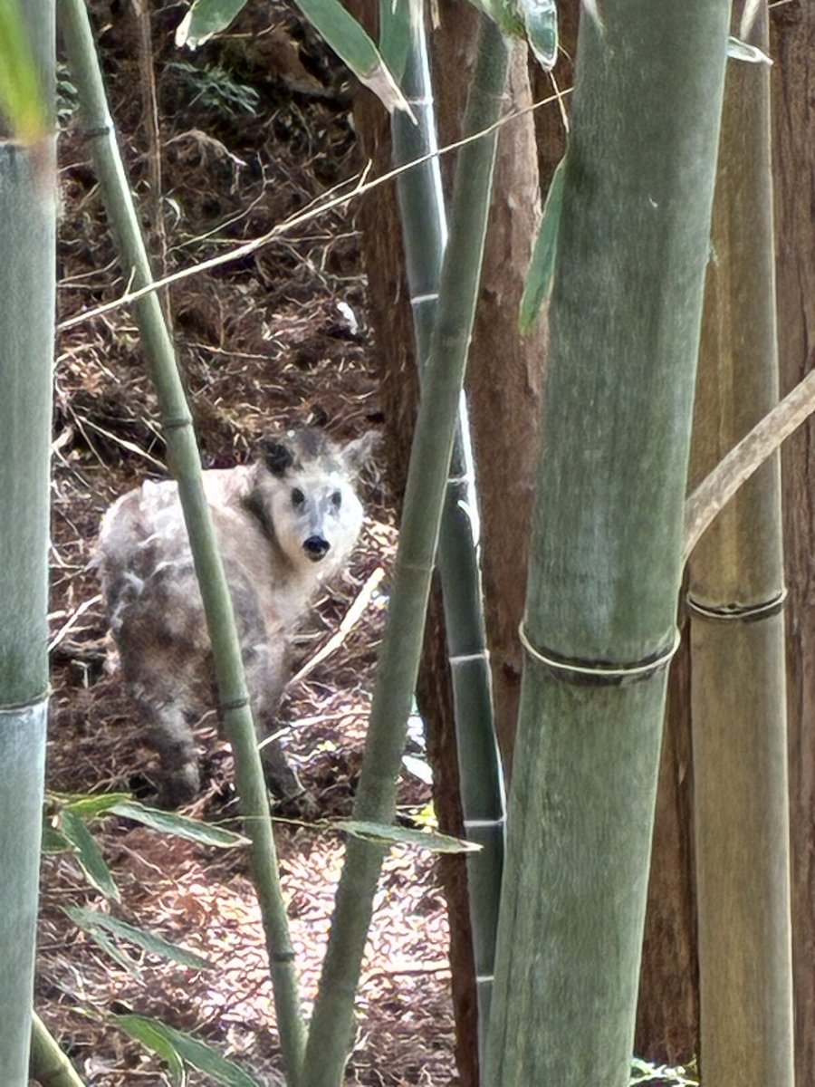 dodotsuki_'s tweet photo. リアル野鳥観察・動物観察(庭に来たカモシカ)・園芸
ゲームみたいに上手いこと行きませんなぁ〜なぜほぼ同じ色のチューリップしか咲かんのかw https://t.co/vxkAJjLELL