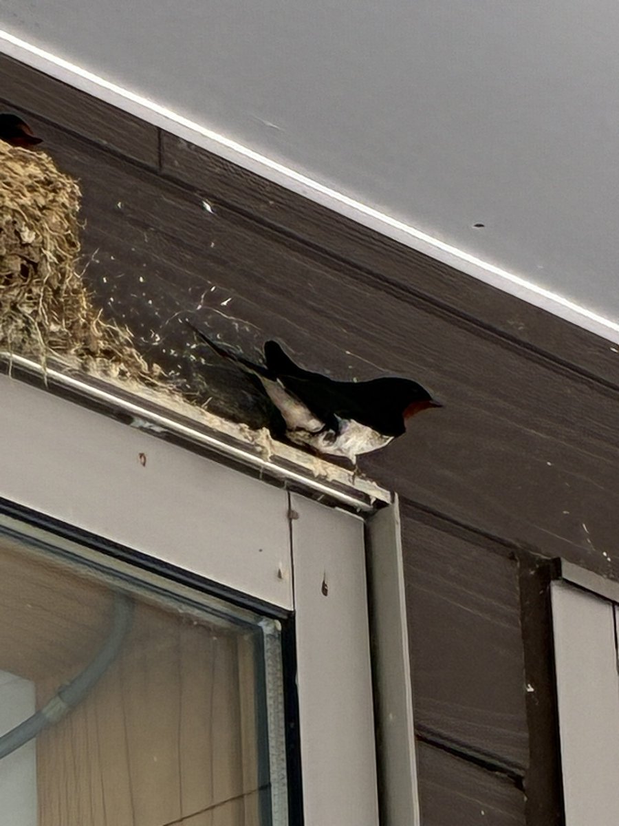 dodotsuki_'s tweet photo. リアル野鳥観察・動物観察(庭に来たカモシカ)・園芸
ゲームみたいに上手いこと行きませんなぁ〜なぜほぼ同じ色のチューリップしか咲かんのかw https://t.co/vxkAJjLELL