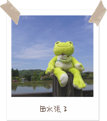 カエルのピクルス Smile ful days】 スマイルフルディズ ピクルスの笑顔でスマイルフルな