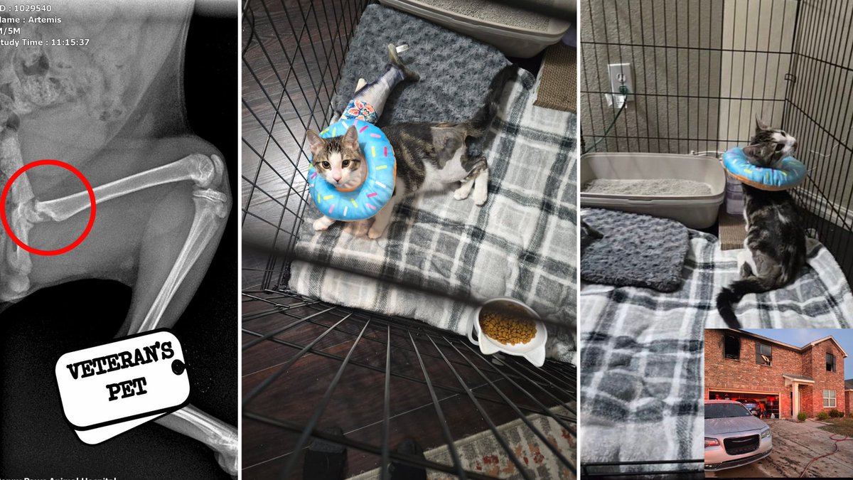 ForTheLoveAlex's tweet image. OUR DONORS ARE INCREDIBLE!💕 In 2 days, we raised funds for Artemis's surgery, and he is now recovering! 🙌 Read more: on.ftloa.org/4896OEB #fortheloveofalex #cat #communitysupport #DonorAppreciation #animalwelfare #charity #artemis #texas #kittycat #donations #savelives #meow