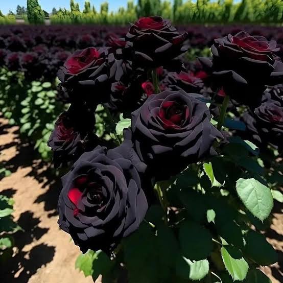 MENA Visuals tweet media