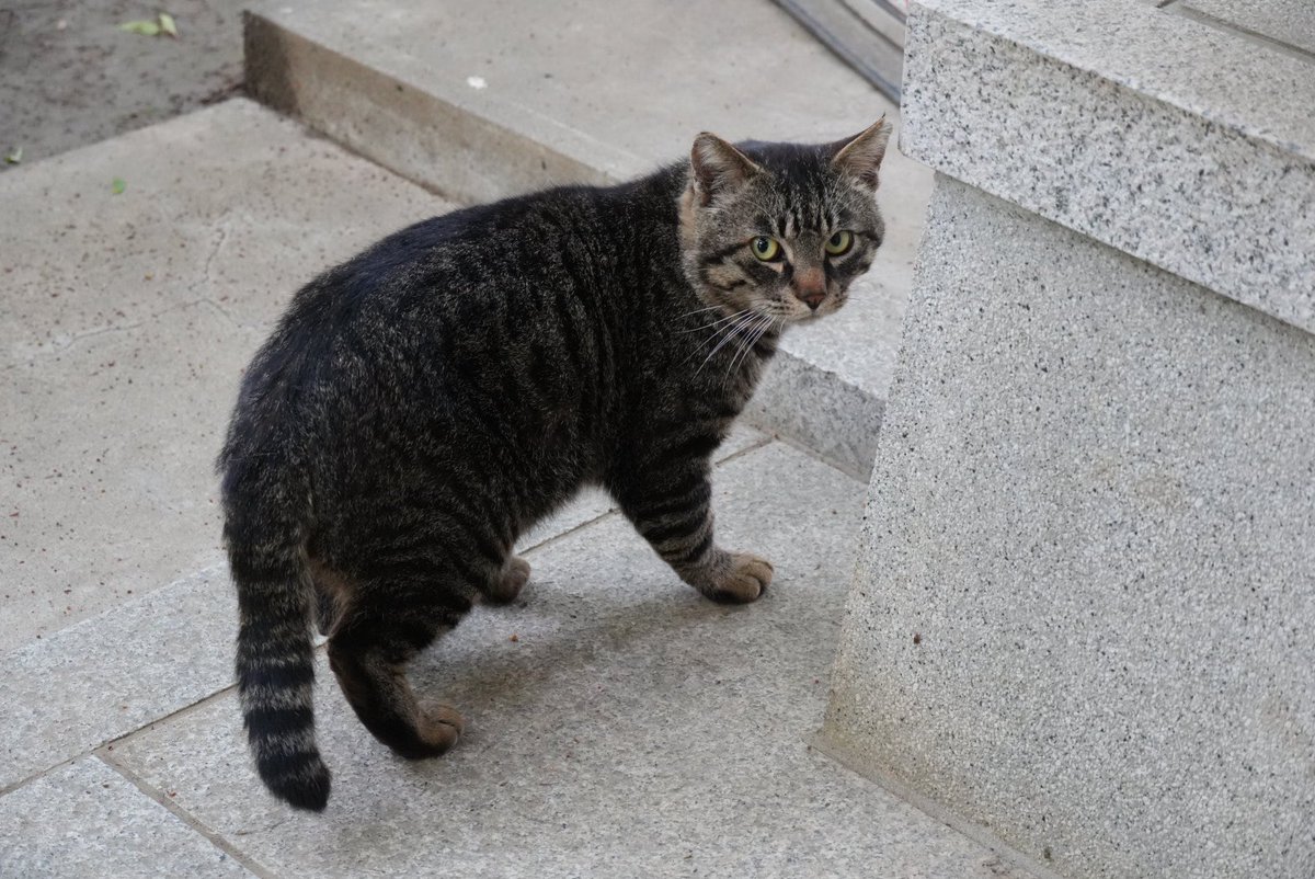 ほのぼのトロ tweet media