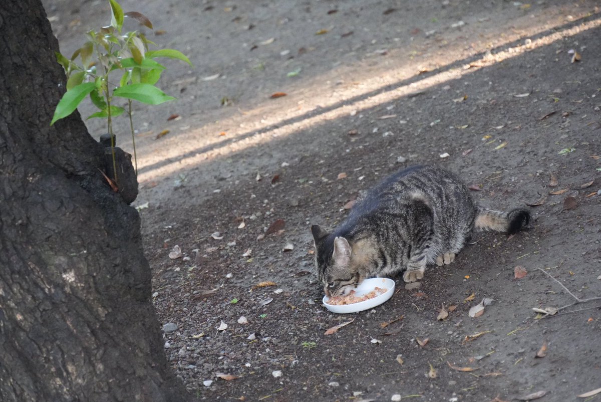 ほのぼのトロ tweet media