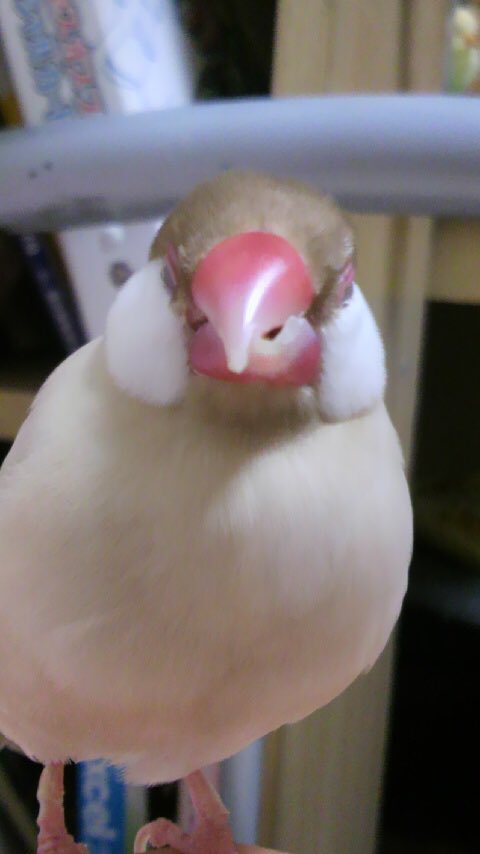 みいこ@もんこはんＲ tweet media