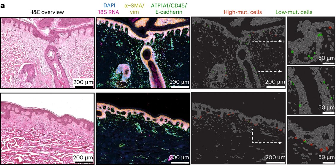 Dermal Cell News tweet media