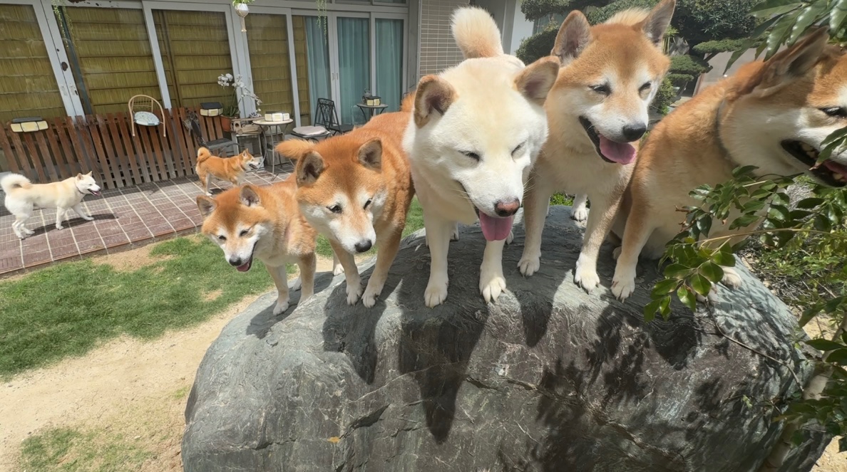 バボちゃん（柴犬12匹家族） tweet media