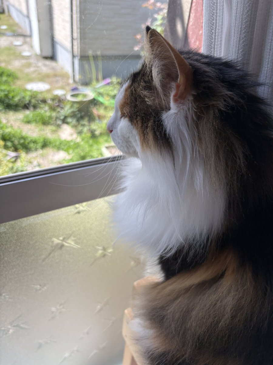 sordes2008's tweet image. カナヘビさんとお嬢様。
視線の先はカナヘビではなさそうです🤭
カナヘビ、何故そこに？🦎

#ノルウェージャンフォレストキャット
#北欧森猫
#ニャルソック