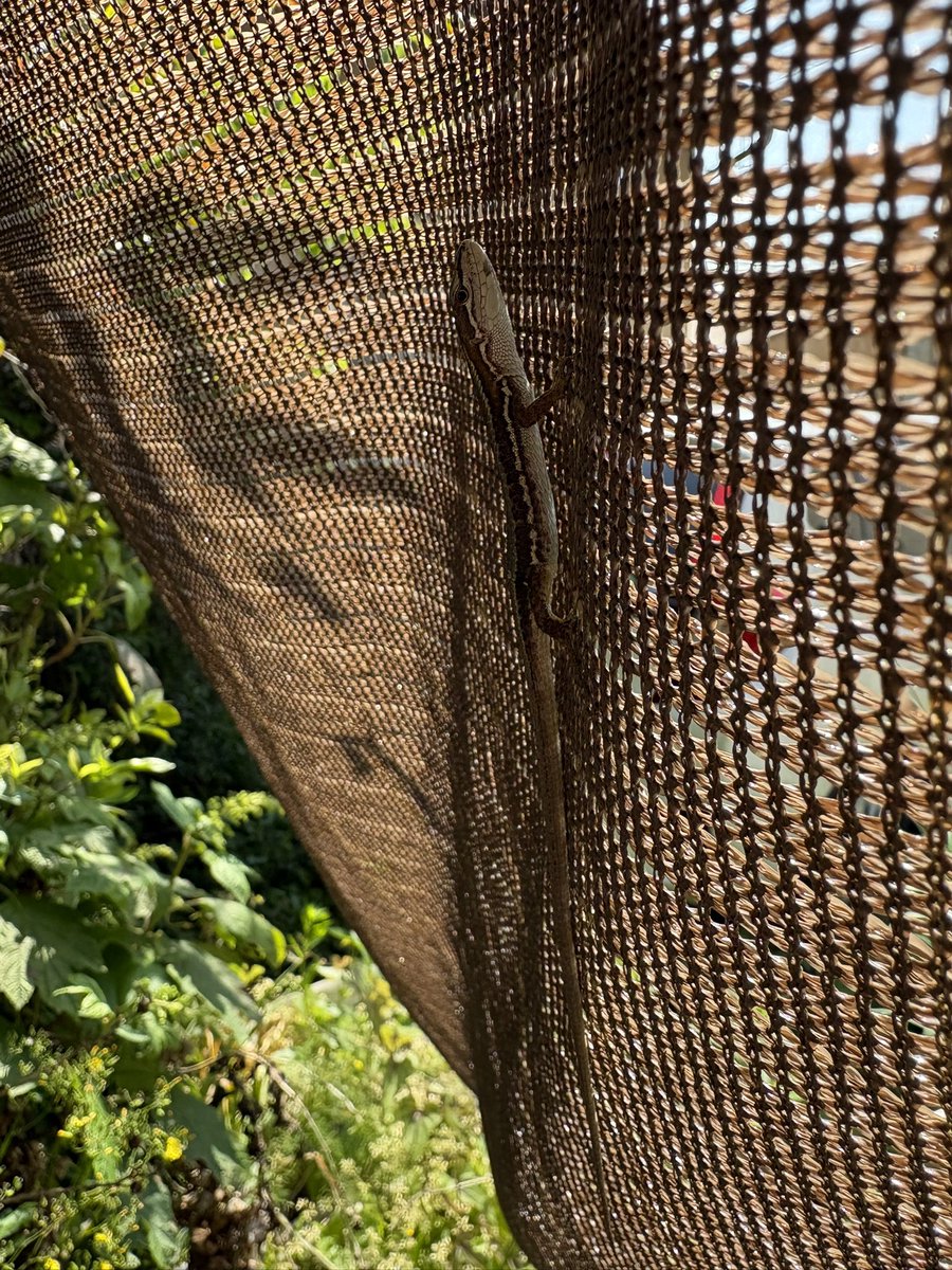 sordes2008's tweet image. カナヘビさんとお嬢様。
視線の先はカナヘビではなさそうです🤭
カナヘビ、何故そこに？🦎

#ノルウェージャンフォレストキャット
#北欧森猫
#ニャルソック