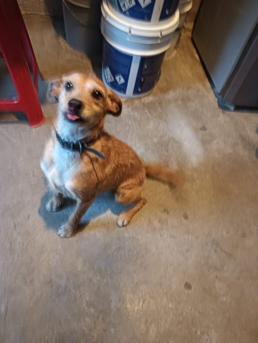 Seguimos buscando casa para este chaparrito, 2 años , talla chica-mediana, protocolo de salud completo 
Anímate 🥺
Lleva mucho tiempo esperando una familia 😞
Wats 5548724347
#CiudadDeMéxico #adopta