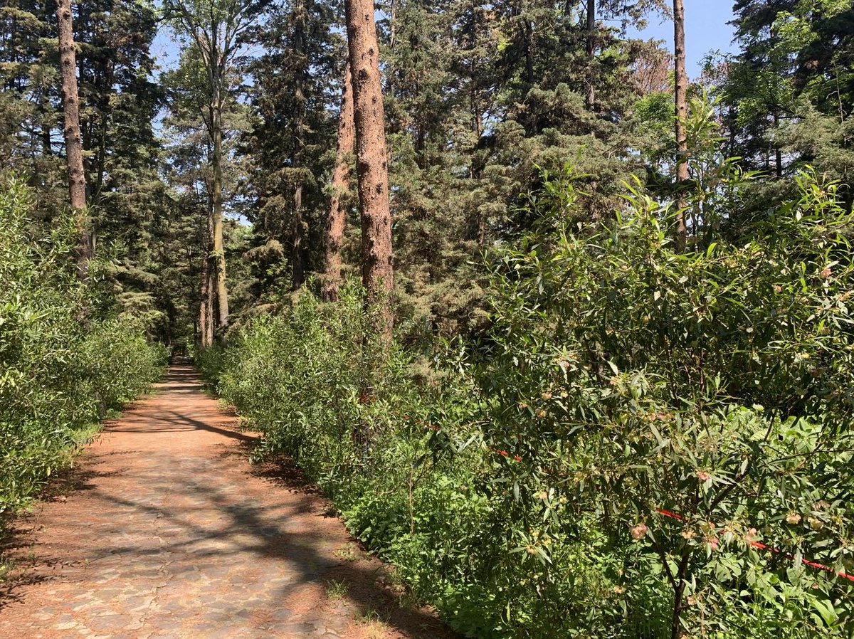 Secretaría de Turismo de la Ciudad de México tweet media