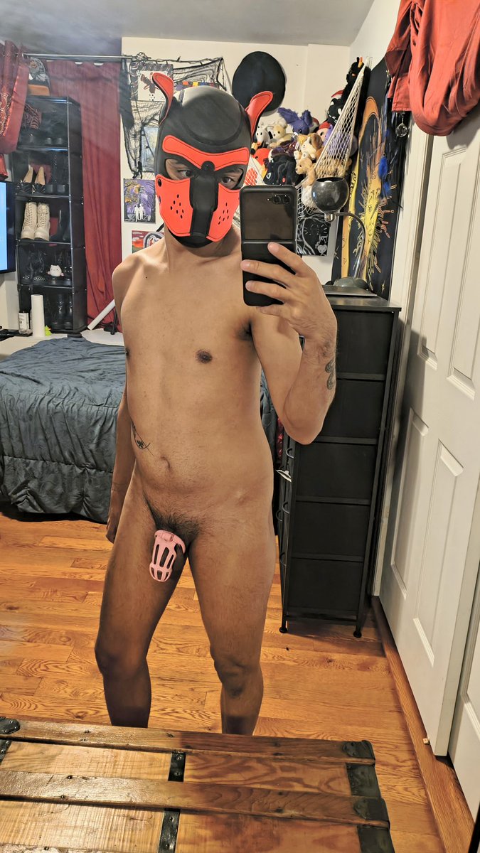 Pup_Diablo tweet media