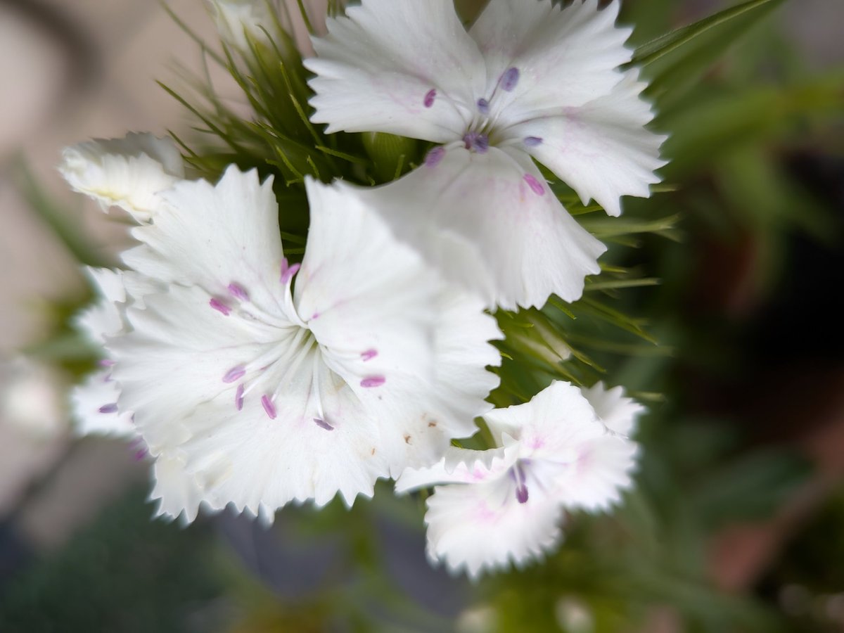 くう間もん tweet media