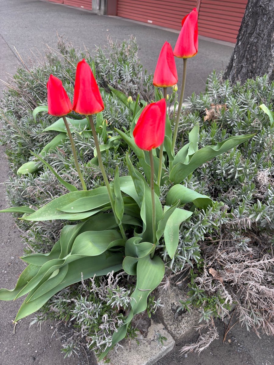 さるとら tweet media