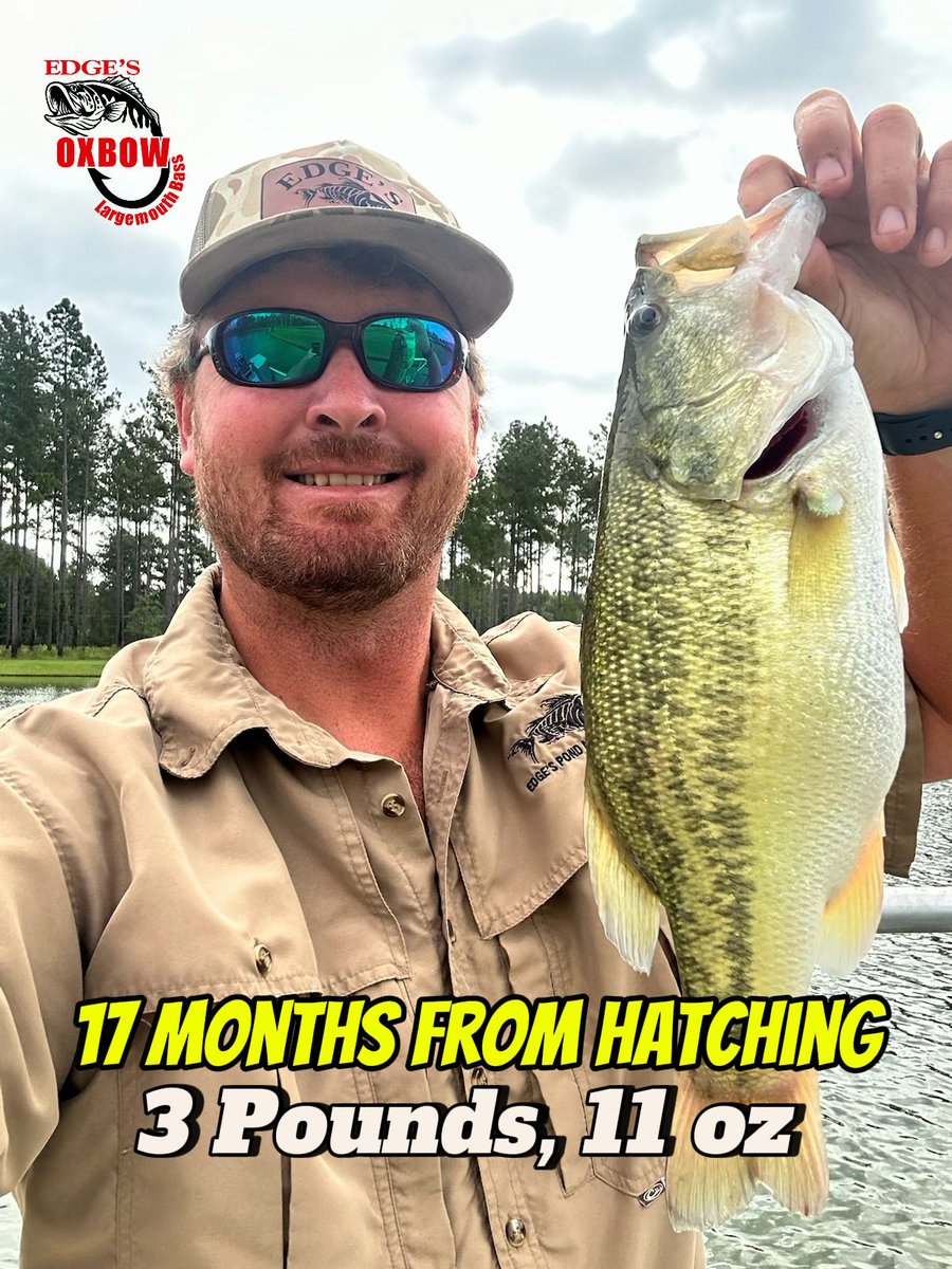 EdgesAquatic's tweet image. F1 Largemouth Oxbow Bass ⚡️ 🎣 🐟Edge’s Aquatic Services

Edge’s Aquatic is the Home of the Oxbow Bass 🐟 

Find us online at pondstockingofgeorgia.com 

#edgesaquatic #oxbowbass #fish #fishing #bass