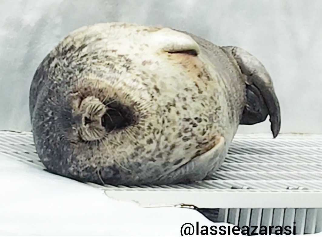lassie99289125's tweet image. アザラシの朝は早い Yuki
 #海遊館  #アザラシ  #seal