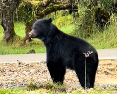 OSWALDO CORTES tweet media