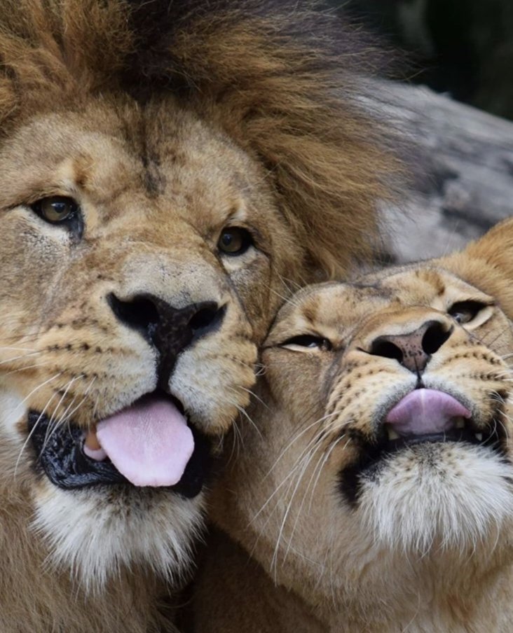 Cuties being silly together 🦁🤩