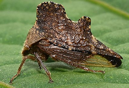 Zootaxa's tweet photo. Revision of the treehopper genus Gelastogonia Kirkaldy, 1904 (#Hemiptera, #Membracidae) with description of #newspecies from #Ecuador and #Colombia
#taxonomy
https://t.co/1gp7Sv2a5q https://t.co/r7mRy4J1hB