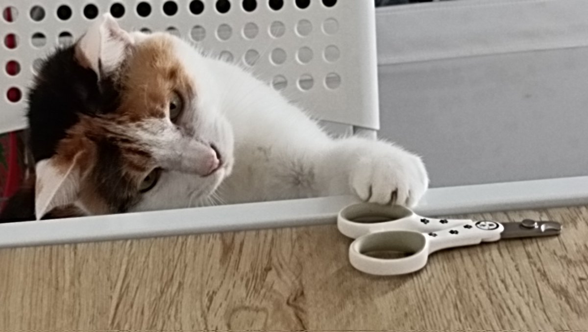 えどねこ tweet media